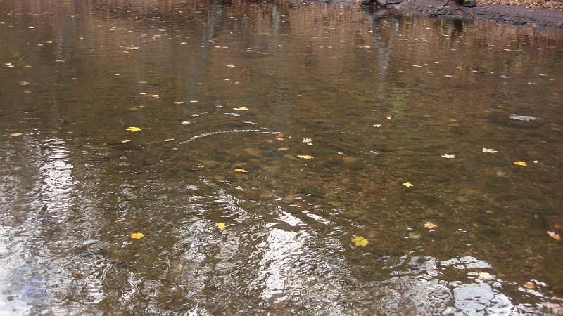 Stranded fish.JPG